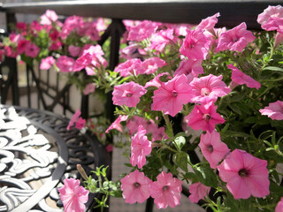 Blooming beautiful pink Petunia flowers and white watering can stands on table. Flowers on balcony. Selective focus