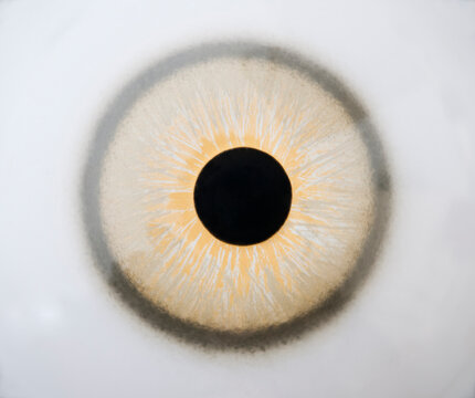Studio shot of an eye