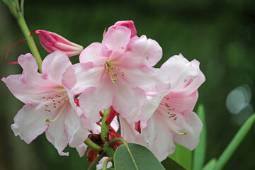 Rhododendron shrub with pink flowers