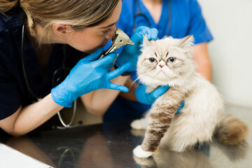 Professional vet doing a medical exam on a cute white cat