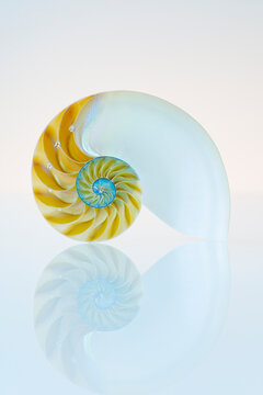 Nautilus shell