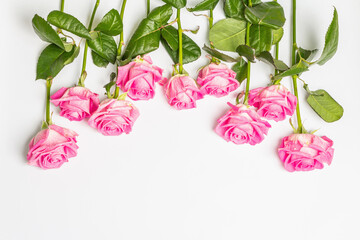 Gentle pink roses isolated on white background