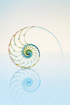 Nautilus shell