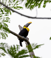 Chestnut-mandibled toucan species Swainson's toucan resting on a tree in its natural tropical habitat, Costa Rica.