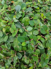 Beringin dolar plant, ficus microcarpa green island leaves, natural texture background