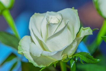 Piękna biała róża