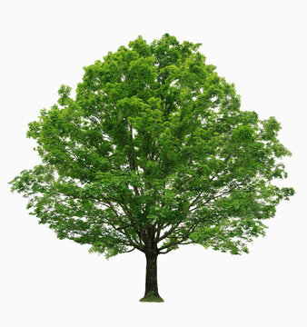 Fototapeta Maple tree on white background