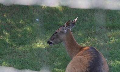 Backside shot of a deer lying on a grassy area, cropped