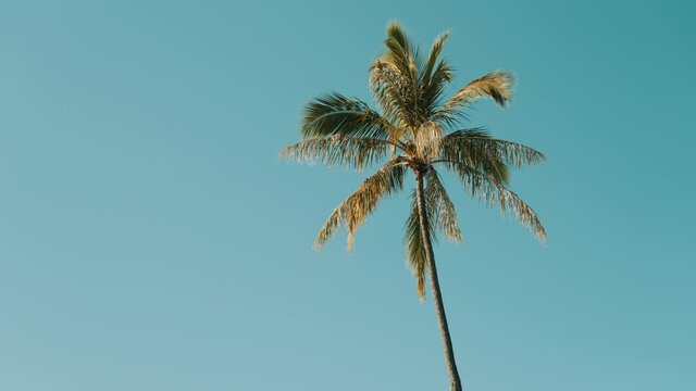 4K Palm tree coconut tree in Hawaii Ala Moana beach park
