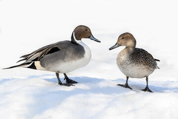 Male and Female Northern Pintails Standing on Snow, Portrait in Winter