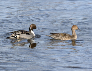 Male and Female Northern Pintails   Swimming in River in Winter