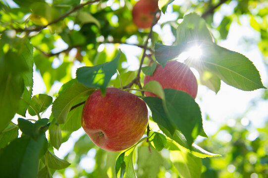 USA, New York State, Hudson, Apples growing on tree in orchard