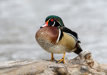 Male Wood Duck Drake Standing on Log, Closeup Portrait