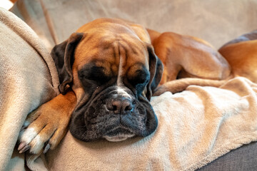 Lazy boxer dog sleeping on Monday morning