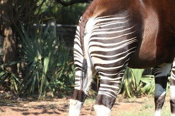 Close up of the stripes of an okapi standing