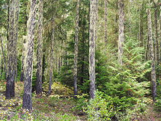 USA, Washington State. Heavy moss covering the tree trunks with moss.