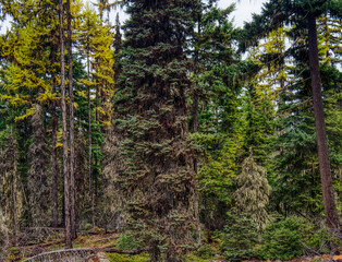 Fototapeta premium USA, Washington State. Heavy moss covering the tree trunks with moss.