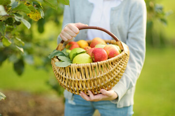Basket full of fresh organic apples. Harvesting apples in apple tree orchard in summer day. Picking fruits in a garden. Fresh healthy food.