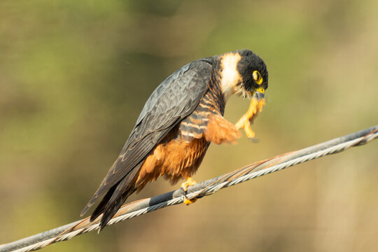 halcon