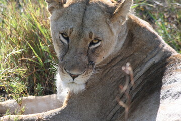 portrait of a lioness