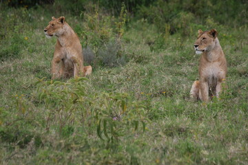 two lions in the grass