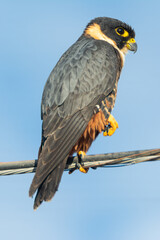 halcon