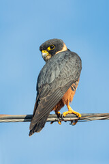 halcon
