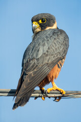 halcon