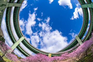 静岡県賀茂郡河津町　河津ループ橋と上条の河津桜