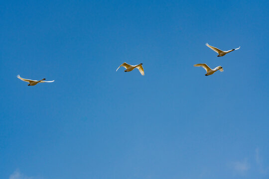 Flock of Trumpeter Swans (Cygnus buccinator) flying against blue sky