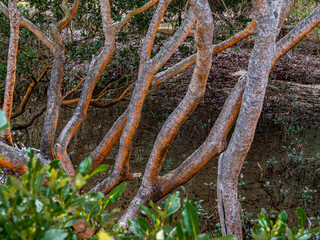 Mangrove Boughs