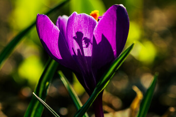 spring crocus flowers