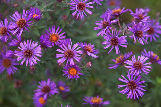 USA, New York City, purple flowers