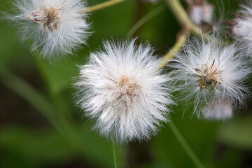 Alaskan Cotton Grass Closeup Eriophorum