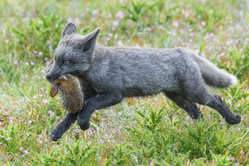 Fototapeta premium USA, Washington State. Red fox kit with European rabbit.