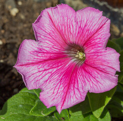 Naklejka premium Pink Petunia Flower Macro Closeup