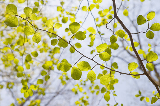 Green leaves on tree branches in spring