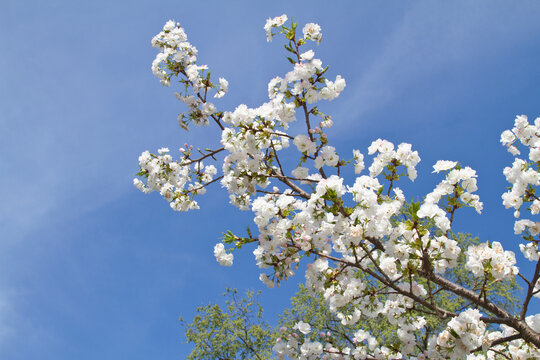 Spring blossom on tree
