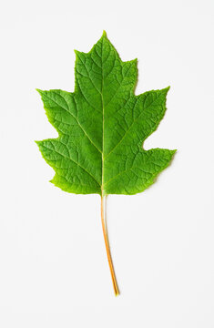 Oak leaf hydrangea