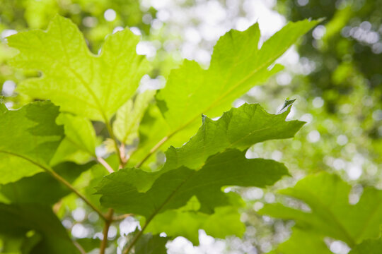 Oak leaf hydrangea