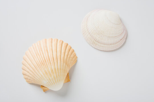 Sea shells