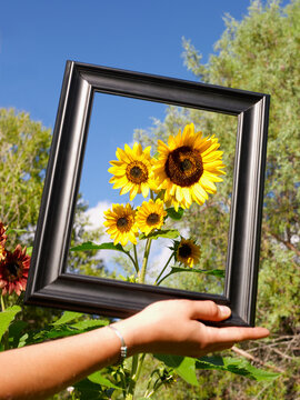 USA, Colorado, Human hand holding picture frame in front of sunflowers