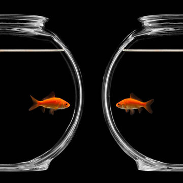 Goldfish in bowl