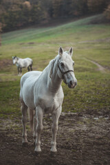 Fototapeta na wymiar Horse standing alone in a meadow