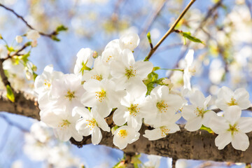 (自然ｰ花)青空の下のさくら１