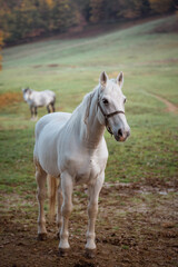 Horse standing alone  in a meadow