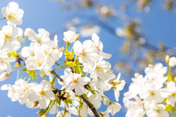 (自然ｰ花)青空の下のさくら７