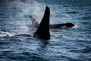 Straight of Juan de Fuca, Southern resident killer whales. © Danita Delimont
