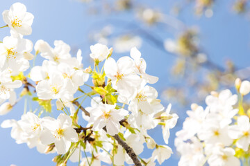 (自然ｰ花)青空の下のさくら６