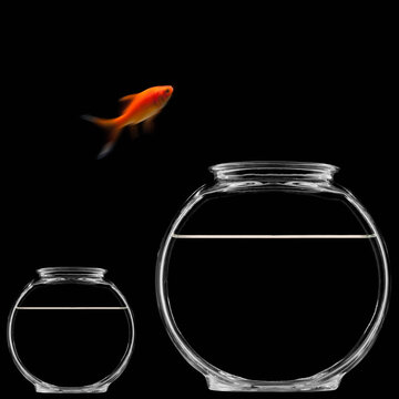 Goldfish jumping out of bowl